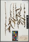 Foto von Salix purpurea L. x Salix viminalis L.